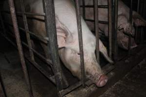 Sow stalls - Australian pig farming - Captured at Grong Grong Piggery, Grong Grong NSW Australia.