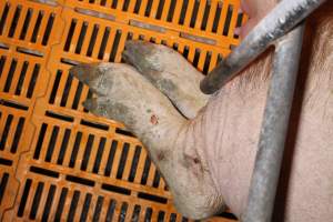 Farrowing crates at Huntly Piggery NSW - Australian pig farming - Captured at Huntly Piggery, Huntly North VIC Australia.