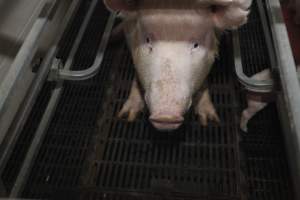 Farrowing crates at Mindarra Piggery WA - Australian pig farming - Captured at Mindarra Piggery (module 1), Boonanarring WA Australia.