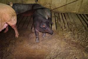 Group sow housing, living in excrement - Australian pig farming - Captured at Yelmah Piggery, Magdala SA Australia.