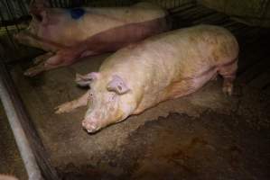 Group sow housing, living in excrement - Australian pig farming - Captured at Yelmah Piggery, Magdala SA Australia.