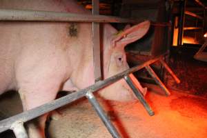 Farrowing crates at Finniss Park Piggery SA - Australian pig farming - Captured at Finniss Park Piggery, Mannum SA Australia.