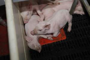 Farrowing crates at Mindarra Piggery WA - Australian pig farming - Captured at Mindarra Piggery (module 1), Boonanarring WA Australia.