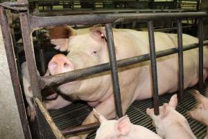 Farrowing crates at Bungowannah Piggery NSW - Australian pig farming - Captured at Bungowannah Piggery, Bungowannah NSW Australia.