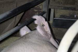 Farrowing crates at Deni Piggery NSW - Australian pig farming - Captured at Deni Piggery, Deniliquin NSW Australia.