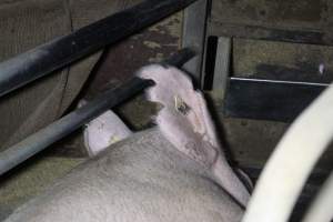 Farrowing crates at Deni Piggery NSW - Australian pig farming - Captured at Deni Piggery, Deniliquin NSW Australia.