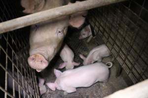 Farrowing crates at Willawa Piggery NSW - Australian pig farming - Captured at Willawa Piggery, Grong Grong NSW Australia.