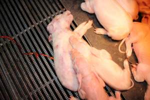 Farrowing crates at Selko Piggery NSW - Australian pig farming - Captured at Selko Piggery, Narrandera NSW Australia.