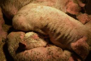 Piglets with mange - Australian pig farming - Captured at Korunye Park Piggery, Korunye SA Australia.