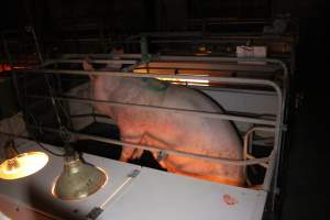 Farrowing crates at Sheaoak Piggery SA - Australian pig farming - Captured at Sheaoak Piggery, Shea-Oak Log SA Australia.