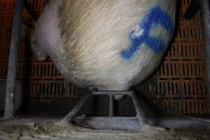 Farrowing crates at Huntly Piggery NSW - Australian pig farming - Captured at Huntly Piggery, Huntly North VIC Australia.