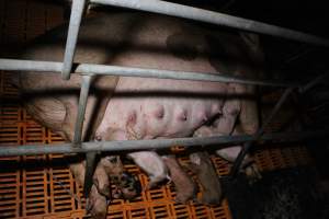 Farrowing crates at Wasleys Piggery SA - Australian pig farming - Captured at Wasleys Piggery, Pinkerton Plains SA Australia.