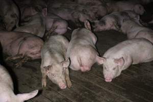 Grower/finisher pigs Light Piggery SA - Australian pig farming - Captured at Light Piggery, Lower Light SA Australia.