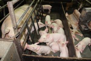 Farrowing crates at Bungowannah Piggery NSW - Australian pig farming - Captured at Bungowannah Piggery, Bungowannah NSW Australia.