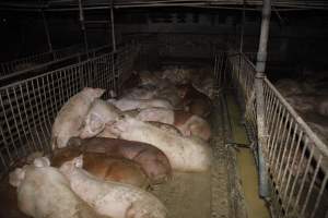 Grower/finisher pigs living in excrement - Australian pig farming - Captured at Narrogin Piggery, Dumberning WA Australia.