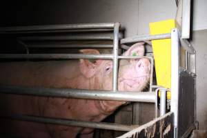 Farrowing crates at Girgarre Piggery VIC - Australian pig farming - Captured at Girgarre Piggery, Girgarre VIC Australia.