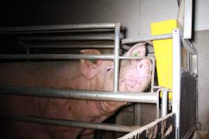 Farrowing crates at Girgarre Piggery VIC - Australian pig farming - Captured at Girgarre Piggery, Kyabram VIC Australia.