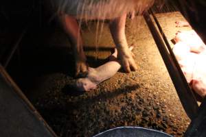 Farrowing crates at Culcairn Piggery NSW - Australian pig farming - Captured at Culcairn Piggery, Culcairn NSW Australia.