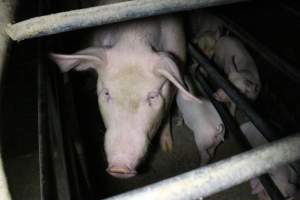 Farrowing crates at Wellington Piggery SA - Australian pig farming - Captured at Wellington Piggery, Wellington SA Australia.