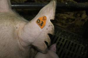 Farrowing crates at Dublin Piggery SA - Australian pig farming - Captured at Dublin Piggery, Dublin SA Australia.