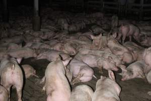 Grower/finisher pigs Light Piggery SA - Australian pig farming - Captured at Light Piggery, Lower Light SA Australia.