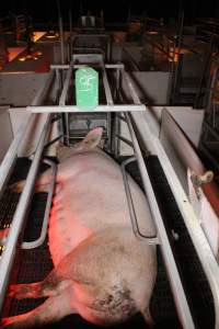 Farrowing crates at Sheaoak Piggery SA - Australian pig farming - Captured at Sheaoak Piggery, Shea-Oak Log SA Australia.