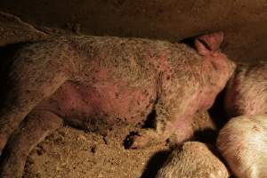 Piglets with mange - Australian pig farming - Captured at Korunye Park Piggery, Korunye SA Australia.