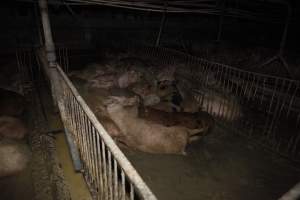 Grower/finisher pigs living in excrement - Australian pig farming - Captured at Narrogin Piggery, Dumberning WA Australia.