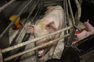 Farrowing crates at Dublin Piggery SA - Australian pig farming - Captured at Dublin Piggery, Dublin SA Australia.