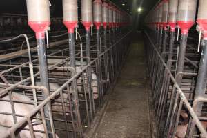 Sow stalls at Grong Grong Piggery NSW - Australian pig farming - Captured at Grong Grong Piggery, Grong Grong NSW Australia.