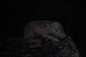 Piglet huddling in corner of farrowing crate - Australian pig farming - Captured at Wasleys Piggery, Pinkerton Plains SA Australia.