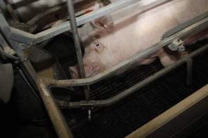 Farrowing crates at Mindarra Piggery WA - Australian pig farming - Captured at Mindarra Piggery (module 1), Boonanarring WA Australia.