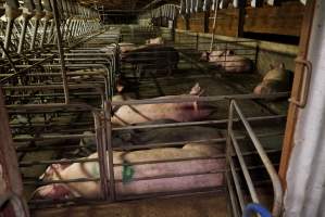 Group sow housing - Australian pig farming - Captured at Yelmah Piggery, Magdala SA Australia.