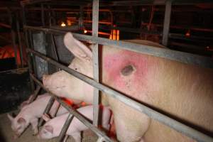 Sow with pressure sore - Australian pig farming - Captured at Finniss Park Piggery, Mannum SA Australia.