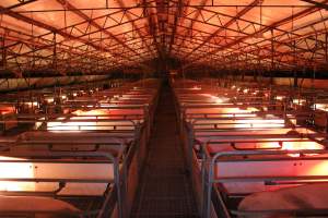 Looking down aisle of farrowing shed - Australian pig farming - Captured at Wasleys Tailem Bend Piggery, Tailem Bend SA Australia.