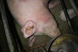 Farrowing crates at Wellington Piggery SA - Australian pig farming - Captured at Wellington Piggery, Wellington SA Australia.