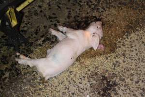 Dead piglet in aisle - Australian pig farming - Captured at Tailem Bend Piggery, Tailem Bend SA Australia.