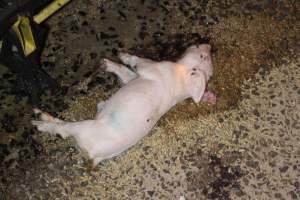 Dead piglet in aisle - Australian pig farming - Captured at Wasleys Tailem Bend Piggery, Tailem Bend SA Australia.