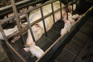 Farrowing crates at Bungowannah Piggery NSW - Australian pig farming - Captured at Bungowannah Piggery, Bungowannah NSW Australia.