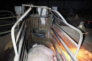 Farrowing crates at Deni Piggery NSW - Australian pig farming - Captured at Deni Piggery, Deniliquin NSW Australia.