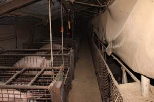 Farrowing crates at Willawa Piggery NSW - Australian pig farming - Captured at Willawa Piggery, Grong Grong NSW Australia.