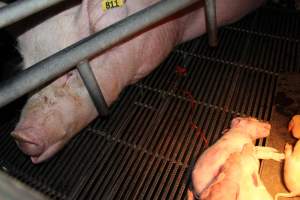 Farrowing crates at Selko Piggery NSW - Australian pig farming - Captured at Selko Piggery, Narrandera NSW Australia.