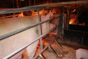 Sow with pressure sore - Australian pig farming - Captured at Finniss Park Piggery, Mannum SA Australia.