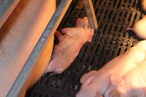 Farrowing crates at Sheaoak Piggery SA - Australian pig farming - Captured at Sheaoak Piggery, Shea-Oak Log SA Australia.