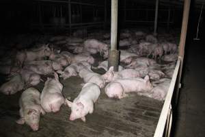 Grower/finisher pigs Light Piggery SA - Australian pig farming - Captured at Light Piggery, Lower Light SA Australia.