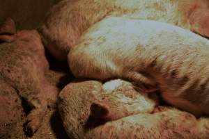 Piglets with mange - Australian pig farming - Captured at Korunye Park Piggery, Korunye SA Australia.