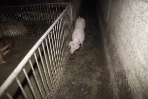 Grower/finisher pigs at Narrogin Piggery WA - Australian pig farming - Captured at Narrogin Piggery, Dumberning WA Australia.