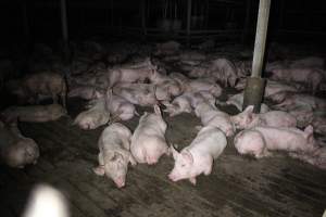 Grower/finisher pigs Light Piggery SA - Australian pig farming - Captured at Light Piggery, Lower Light SA Australia.