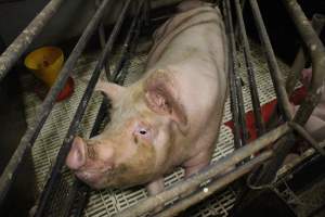 Farrowing crates at Dublin Piggery SA - Australian pig farming - Captured at Dublin Piggery, Dublin SA Australia.