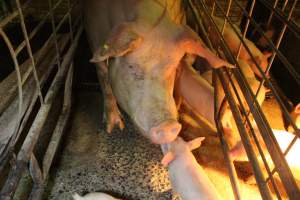 Farrowing crates at St Arnaud Piggery VIC - Australian pig farming - Captured at St Arnaud Piggery Units 2 & 3, Saint Arnaud VIC Australia.